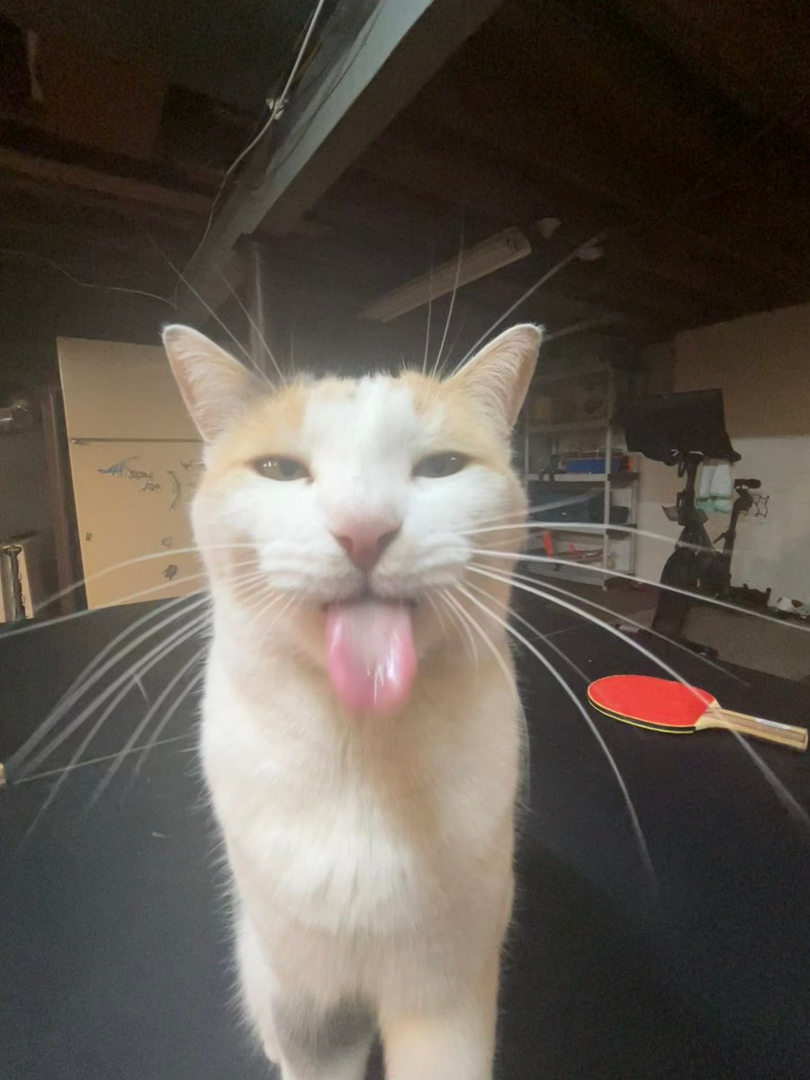 Cat sticking it's tongue out